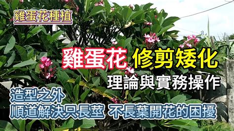 雞蛋花矮化